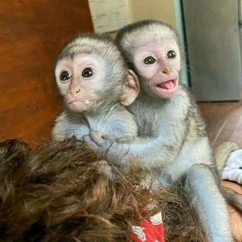 Liebenswerte Kapuzineräffchen suchen ein passendes Zuhause 🐒❤️