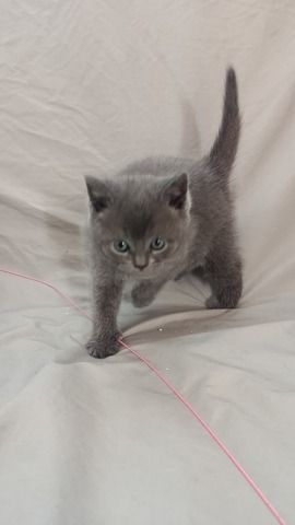 BKH Kitten reinrassig