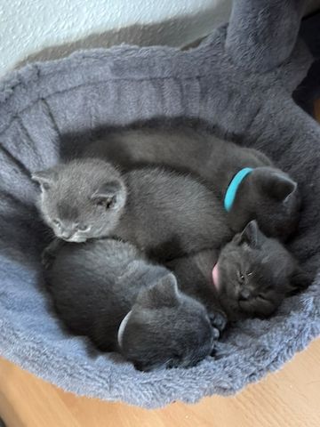 BKH Kitten reinrassig