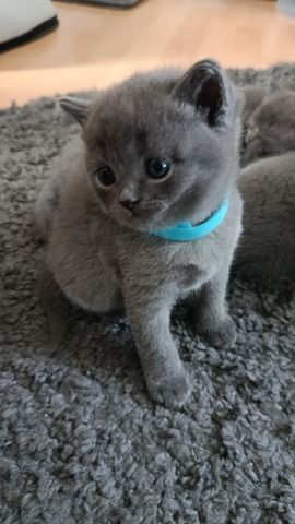 BKH Kitten reinrassig