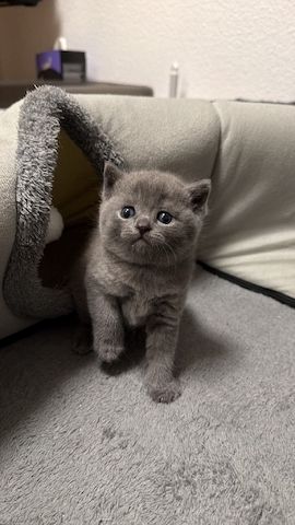 BKH Kitten reinrassig