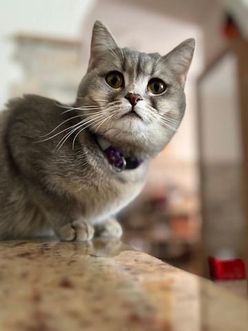 BKH Kitten reinrassig