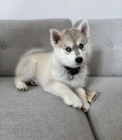 Männliche und weibliche Pomsky-Welpen in ein neues Zuhause abzugeben