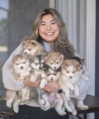 Männliche und weibliche Pomsky-Welpen in ein neues Zuhause abzugeben