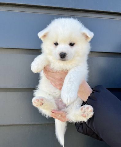 Männliche und weibliche Pomsky-Welpen in ein neues Zuhause abzugeben