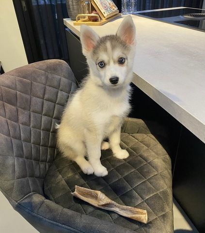 Männliche und weibliche Pomsky-Welpen in ein neues Zuhause abzugeben