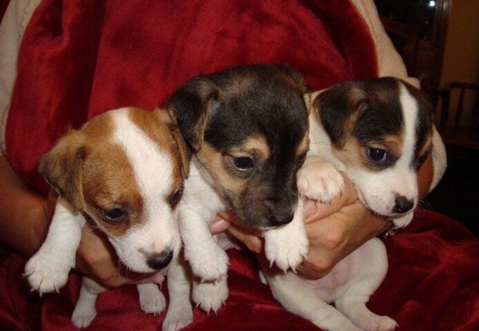 Jack-Russell-Welpen (Rüde und Hündin)