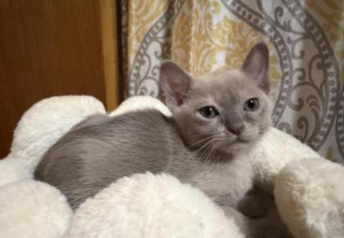 🐾 **ZUCKERSÜSSE Burma-KÄTZCHEN ZU VERKAUFEN** 🐾