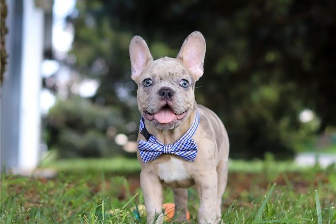 Französische Bulldoggen Welpen (Blue) suchen ein Zuhause