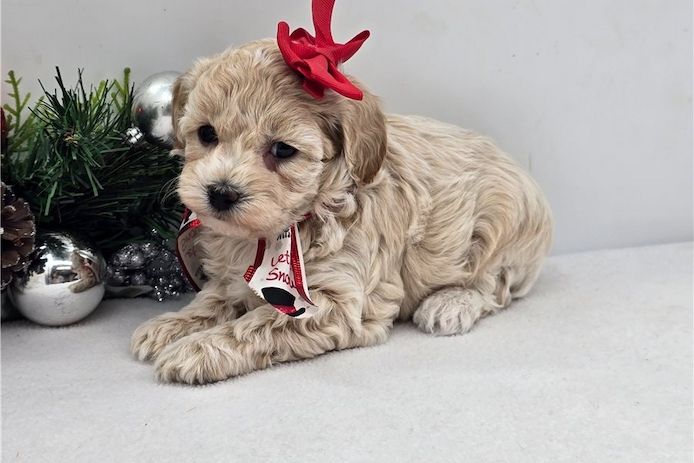 Maltipoo Welpen suchen liebevolles Zuhause