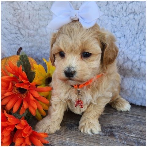 Maltipoo Welpen suchen liebevolles Zuhause