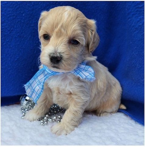 Maltipoo Welpen