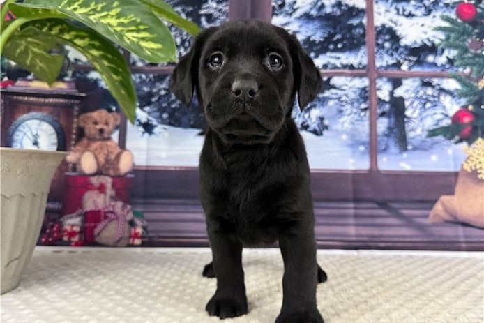 Süße Labrador Welpen mit Papieren