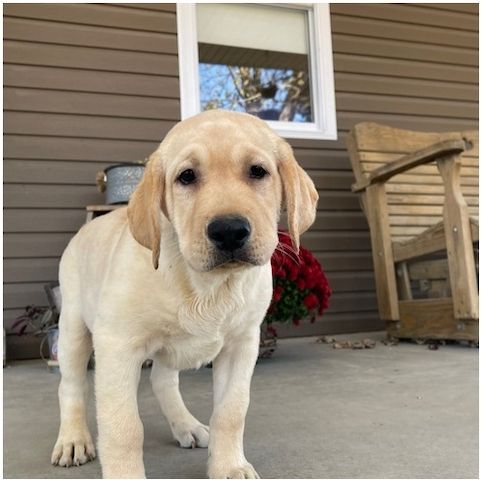 Wunderschöne Labrador Welpen suchen ihr Traumzuhause
