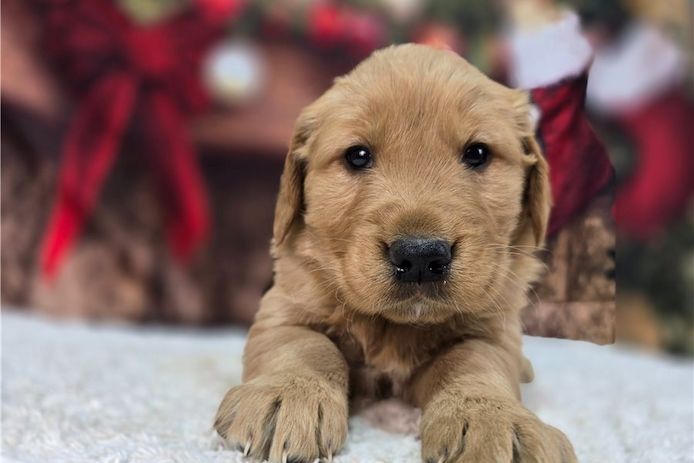 Golden Retriever Welpen suchen Ihre Familie &nbsp;Welpen mit Ahnentafel