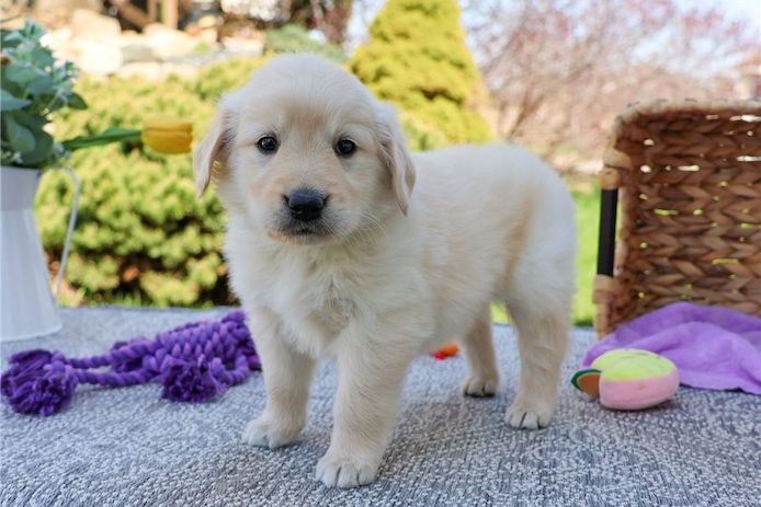 Golden Retriever Welpen suchen Ihre Familie &nbsp;Welpen mit Ahnentafel