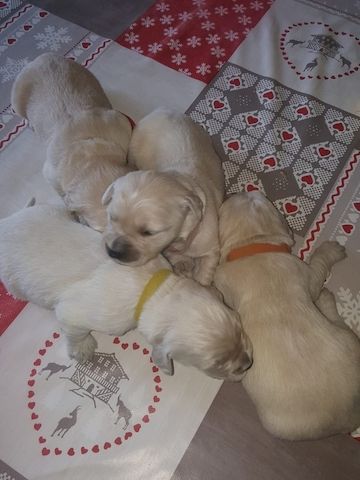 Golden Retriever Welpen suchen Ihre Familie &nbsp;Welpen mit Ahnentafel