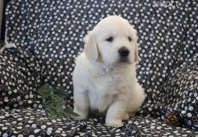 Golden Retriever Welpen suchen Ihre Familie &nbsp;Welpen mit Ahnentafel