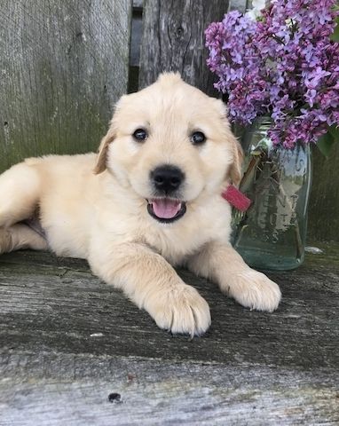 Golden Retriever Welpen suchen Ihre Familie &nbsp;Welpen mit Ahnentafel