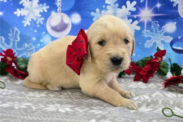 Golden Retriever mit Ahnentafel