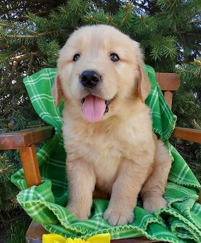 Golden Retriever mit Ahnentafel