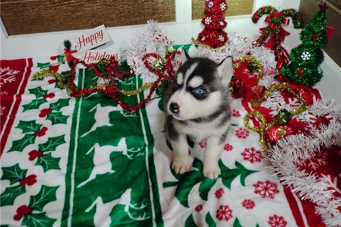 Reinrassige Siberian Husky Welpen