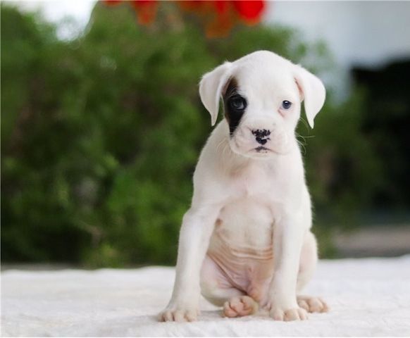 Boxer Welpen suchen ein neues Zuhause
