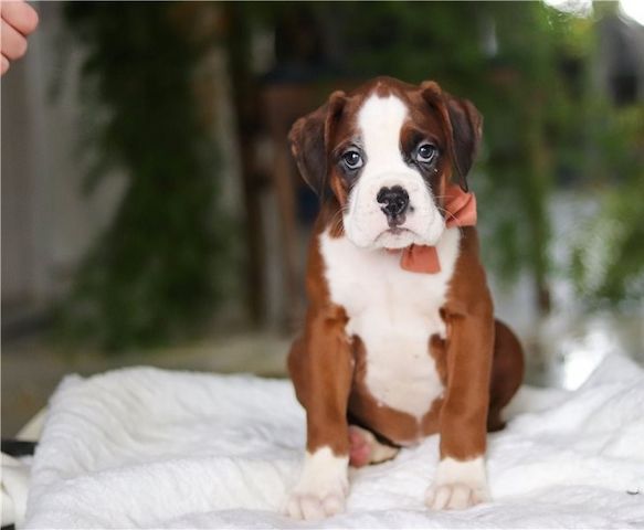 Boxer Welpen