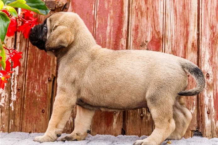Reinrassige Bullmastiff Welpen