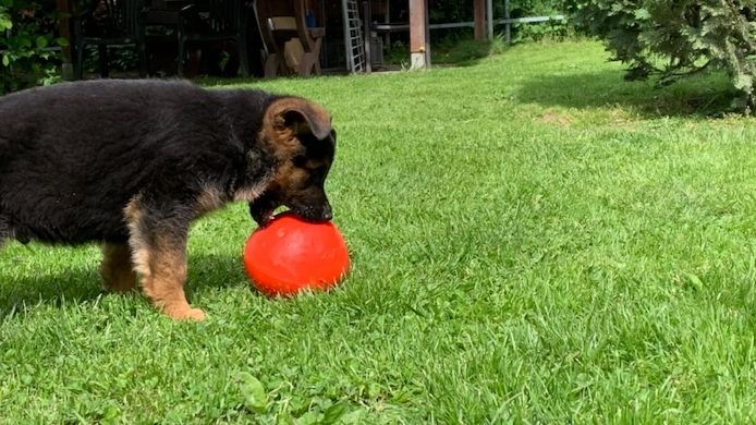 Deutsche Schäferhund Welpen