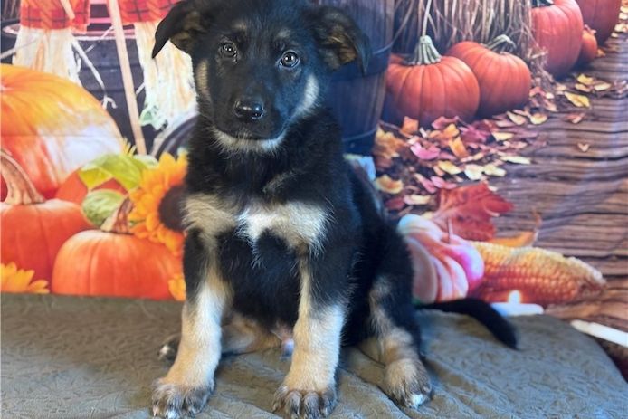 Deutsche Schäferhund Welpen