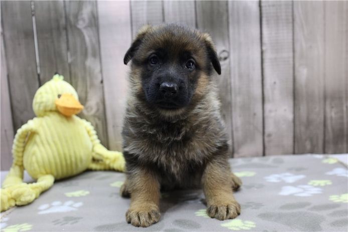Deutsche Schäferhund Welpen