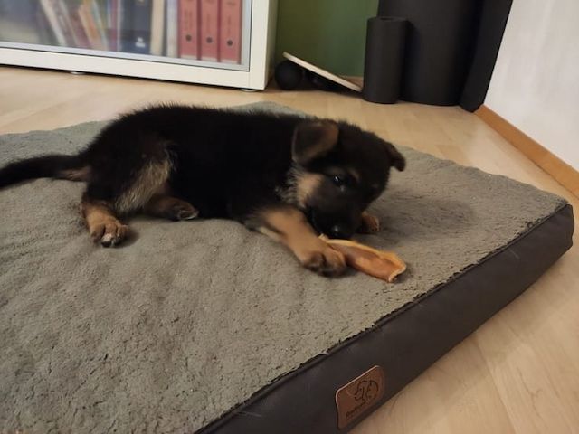 Deutsche Schäferhund Welpen