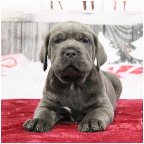 cane corso welpen mit Papieren