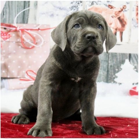 cane corso welpen mit Papieren