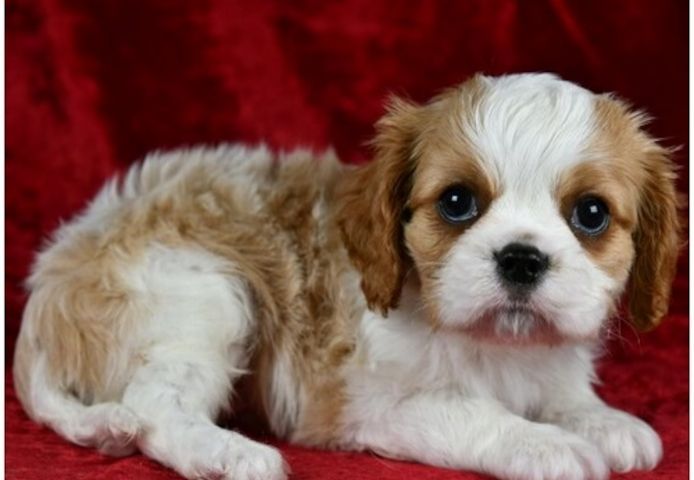 Cavalier King Charles Welpen Rüden und Hündinnen