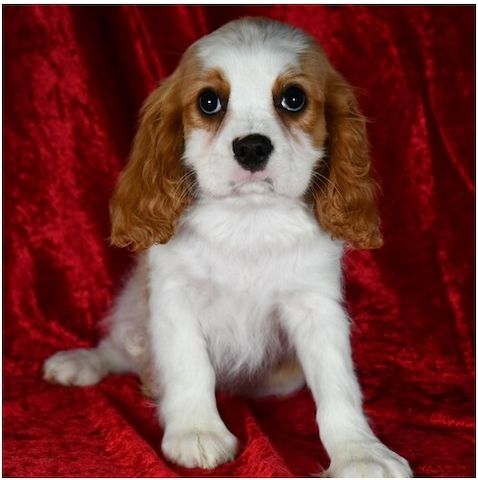 Cavalier King Charles Welpen Wunderschöne