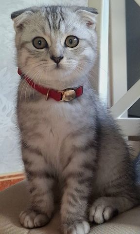 BKH / Scottish Fold Kater suchen liebevolles Zuhause ❤️