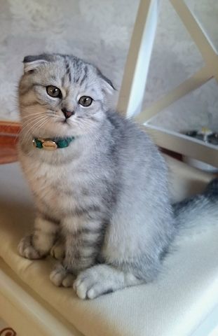 BKH / Scottish Fold Kater suchen liebevolles Zuhause ❤️