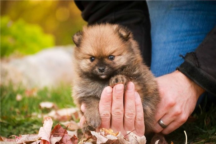 Pomeranian Zwergspitz Boo Welpen