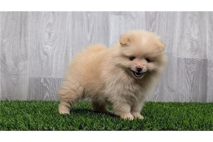 Pomeranian Zwergspitz Boo Welpen&nbsp;