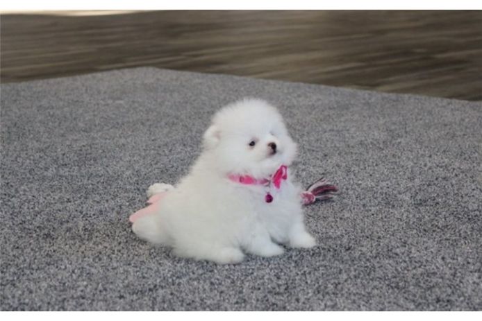 Pomeranian ZwergSpitz Teddy Welpen