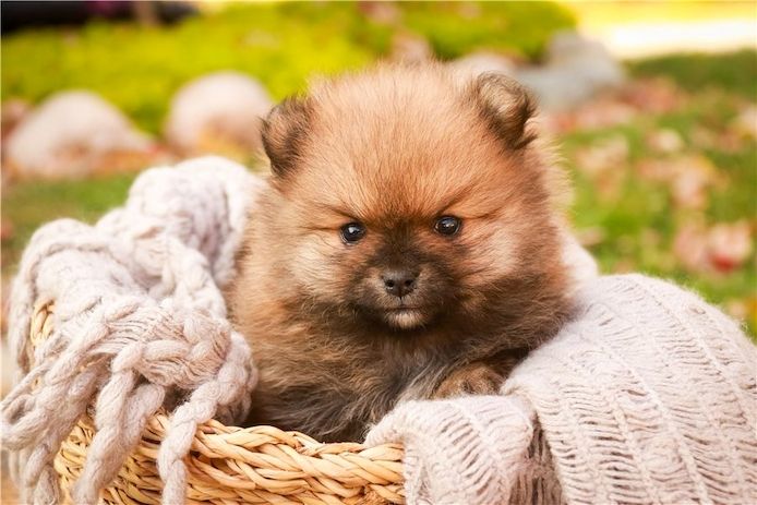 Pomeranian ZwergSpitz Teddy Welpen