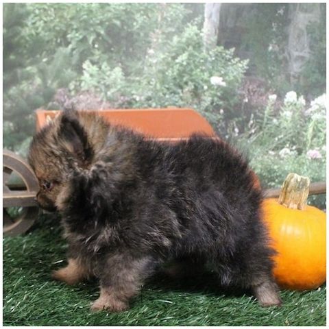 Pomeranian ZwergSpitz Teddy Welpen