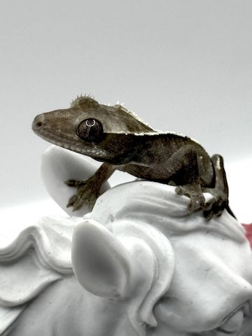 0.0.1 Axanthic Baby