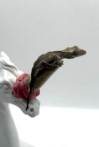 0.0.1 Axanthic Baby