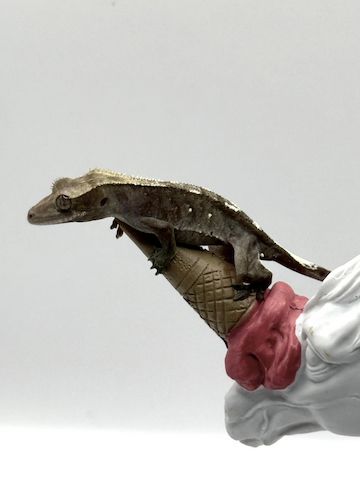 0.0.1 Axanthic Baby