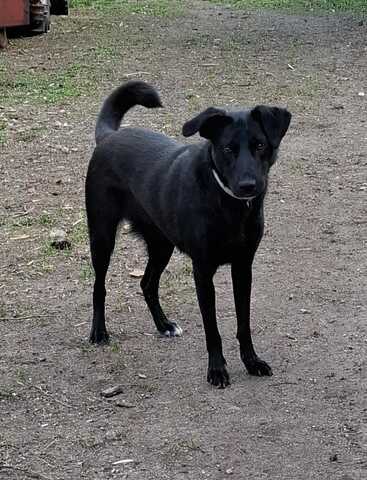 Mira-Junge Labrador-Mix-Hündin sucht einfühlsame Menschen zum Durchstarten