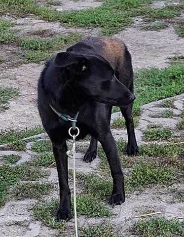 Mira-Junge Labrador-Mix-Hündin sucht einfühlsame Menschen zum Durchstarten