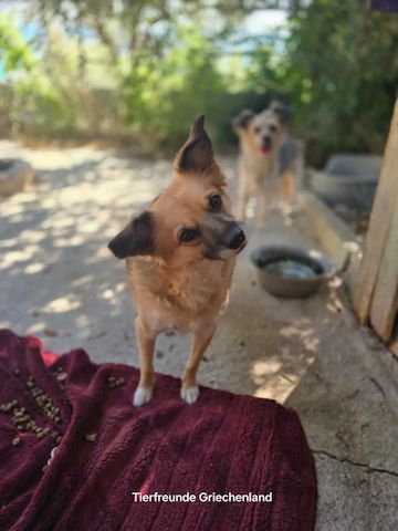 Bella